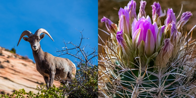 Canyonlands Wildlife