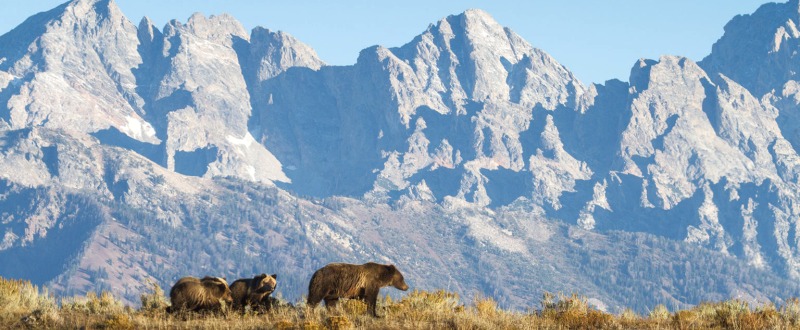 Grand Teton Wildlife