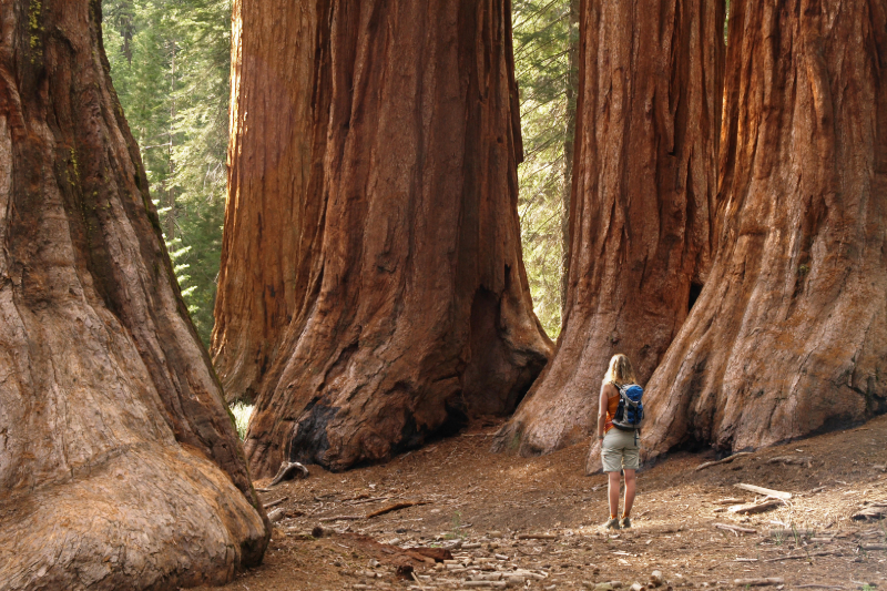 Mariposa Grove