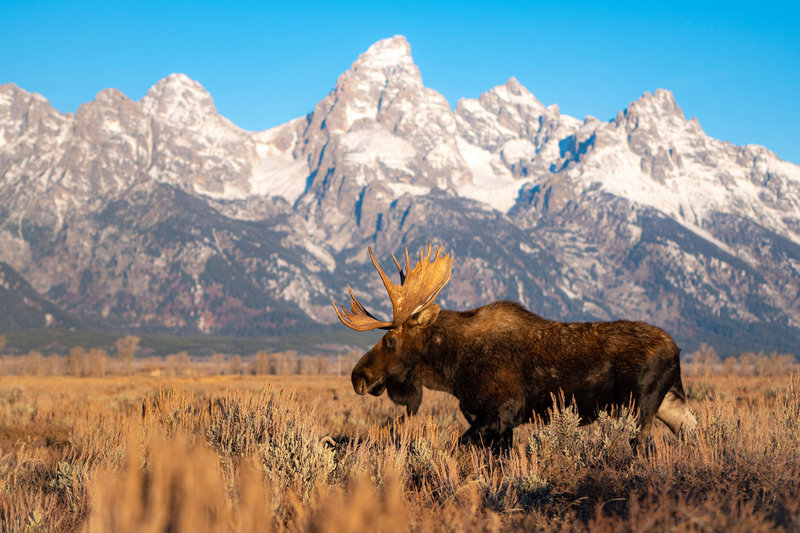 moose in grand teton