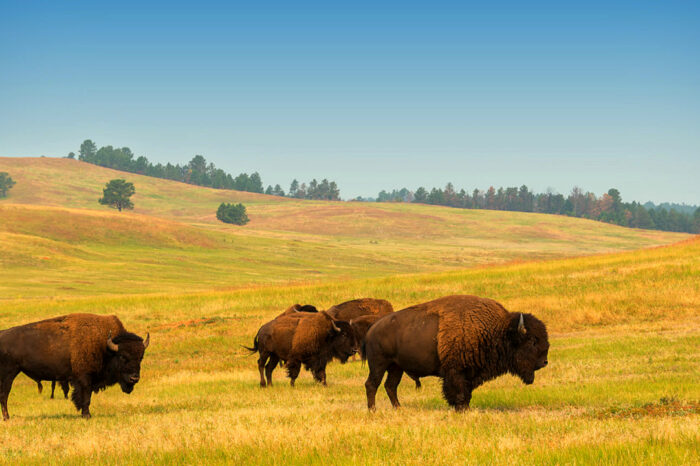 Yellowstone Wildlife Adventure | 5-Day Lodging Trip