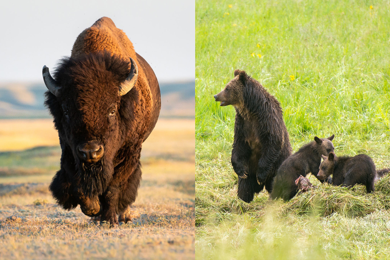 yellowstone wildlife in Lamar Valley